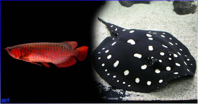 Top 10 Most Expensive Cosmetic Fish in the World